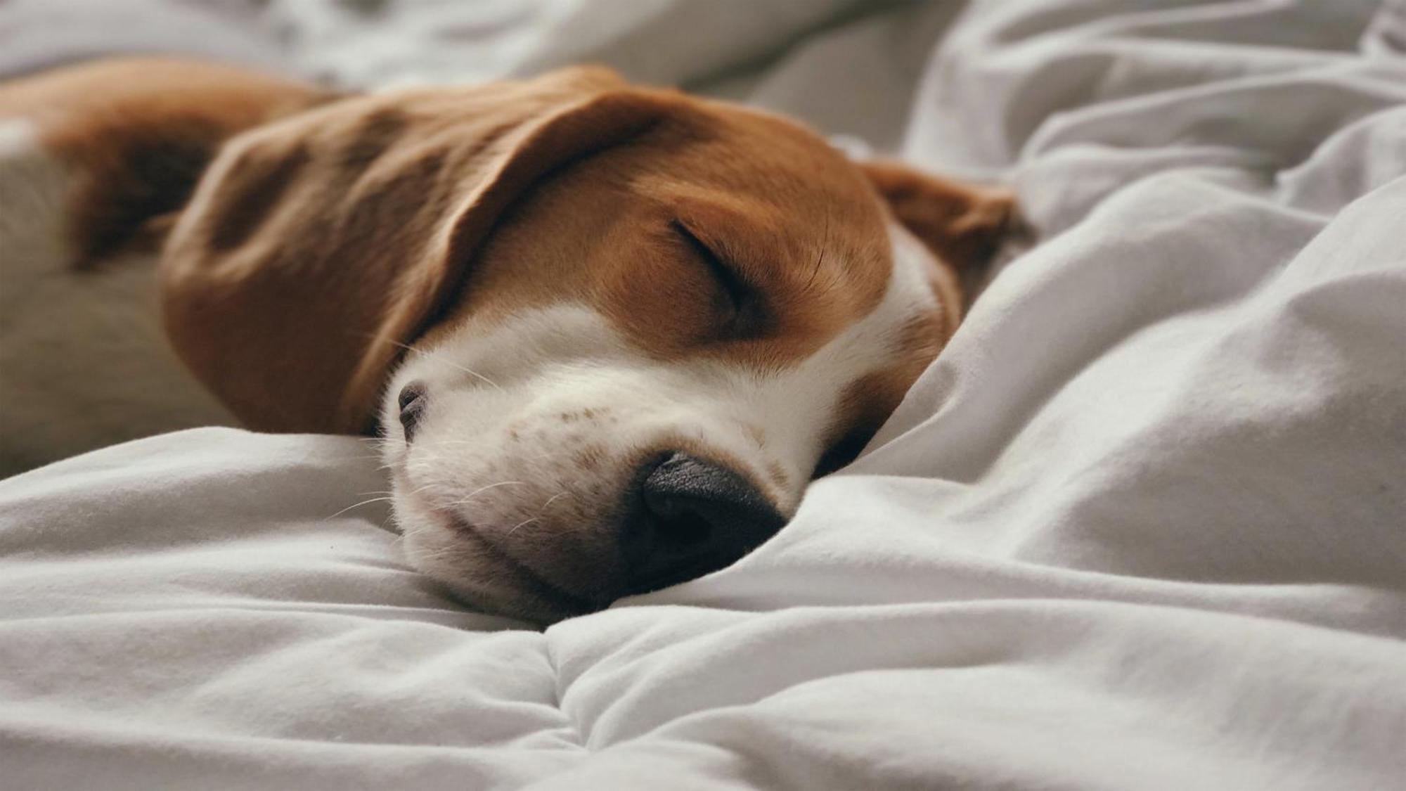 Holiday Inn Santo Domingo By Ihg Dış mekan fotoğraf A dog sleeping